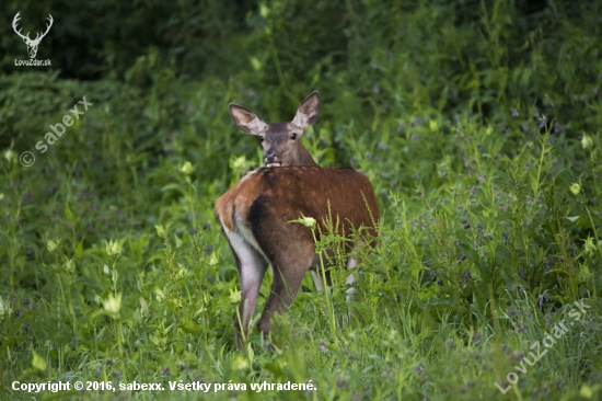 Cervus elaphus