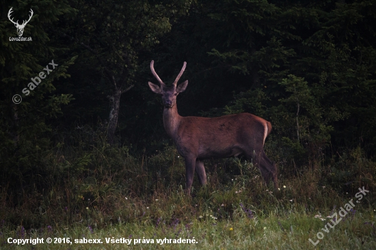 Cervus elaphus