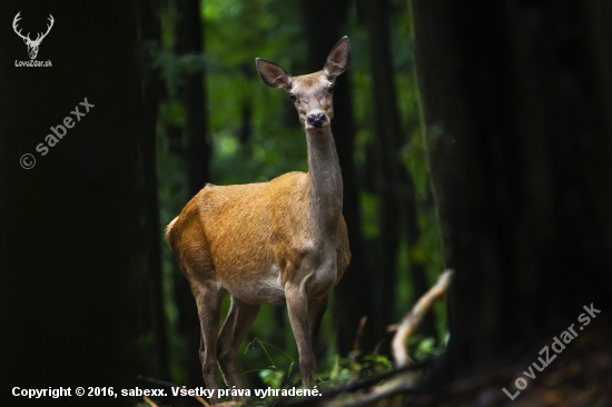 Cervus elaphus