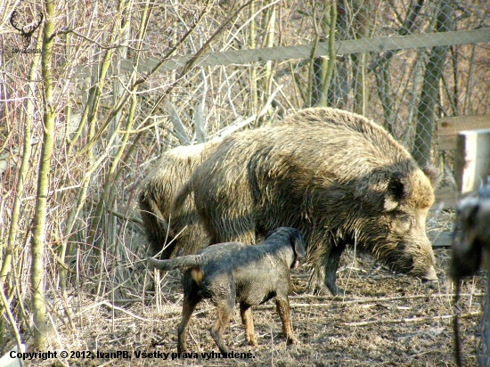 ...kopv sa kancov nezlakne...