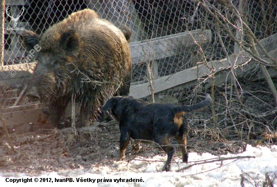 ...tesne pred útokom kanca...