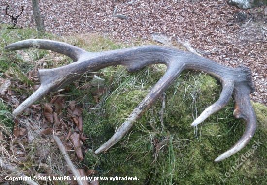 ...pán kráľ už bez parohu,váha 2,7 kg...