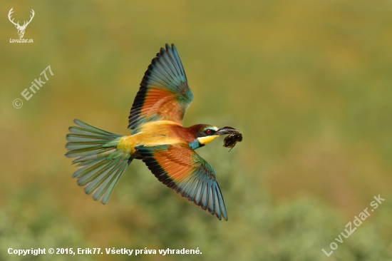 Merops apiaster  včelárik zlatý