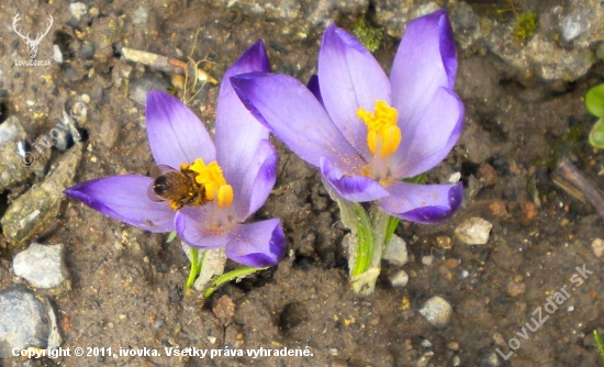 včielka a ivovka- šafran jarný (Crocus vernus)