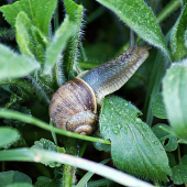 slimák záhradný (Helix pomatia)