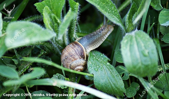 slimák záhradný (Helix pomatia)