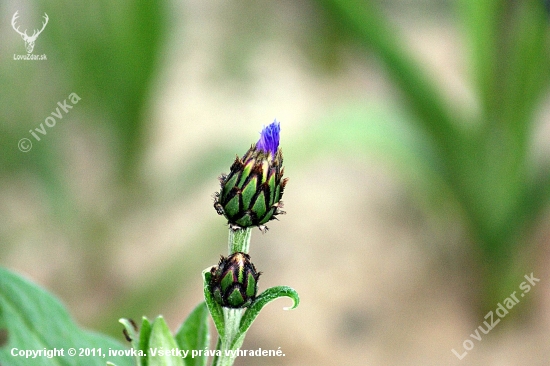 Nevädza poľná (Centaurea cyanus)