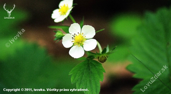 jahoda lesná (Fragaria vesca)