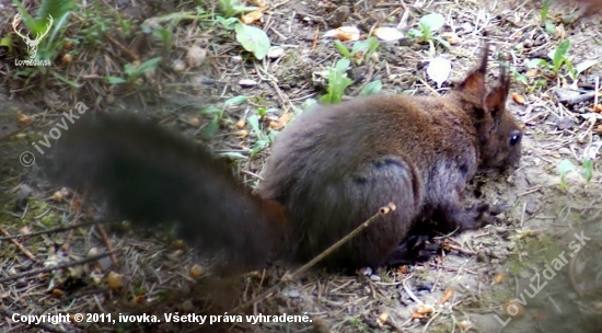 Veverica obyčajná (Sciurus vulgaris)