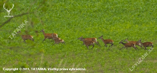 Črieda vysokej na úteku..