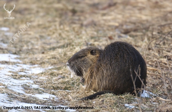 Nutria riečna..