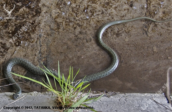 Užovka obojková /Natrix natrix/