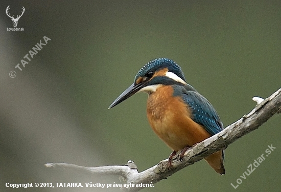 Rybárik riečny-Alcedo atthis