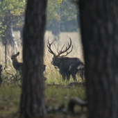 Ruja jeleňa siku