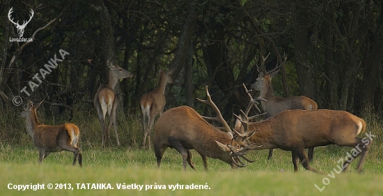 Keď sa dvaja bijú, využije tretí a odráža jeleničky do lesa..