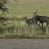 Ruja jeleňa siku