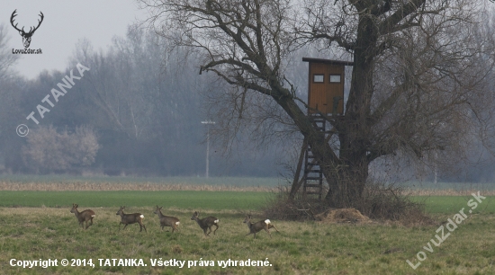 Srnčie s posedom