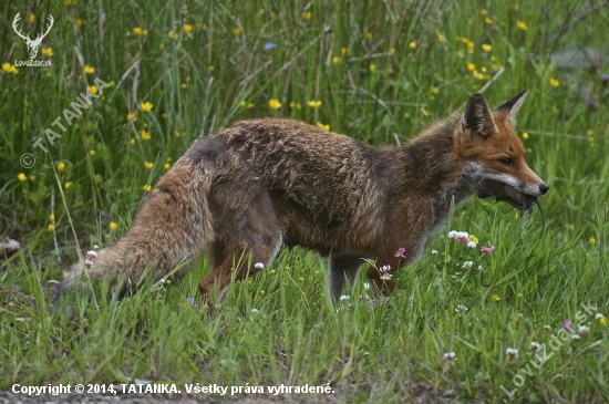 Líška hrdzavá /Vulpes vulpes/