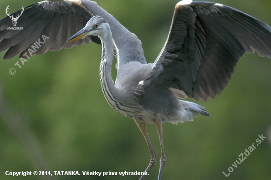 Volavka popolavá /Ardea cinerea/