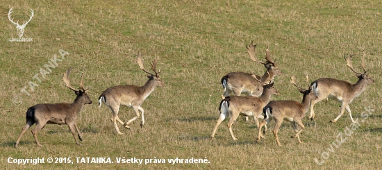 Aj čierny....