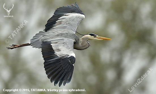 Volavka popolavá /Ardea cinerea/