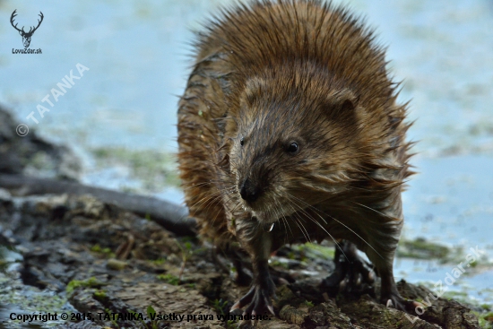 Nutria riečna