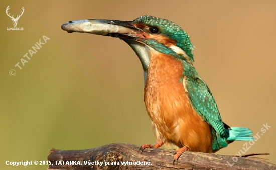 Rybárik riečny-Alcedo atthis