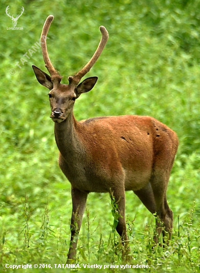 Dobre založený