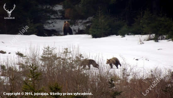 Hrajúce sa medvieďata a pozorná medvedica