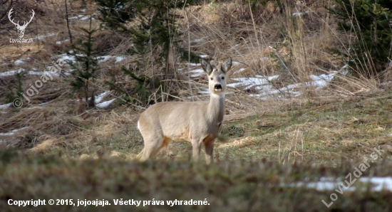 Srnček