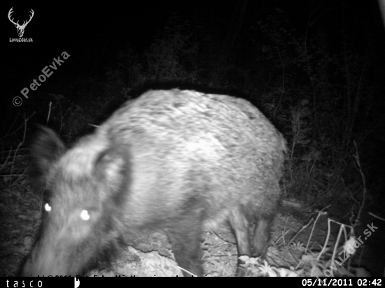 Gustáv na skorých raňajkách... 02:42 h