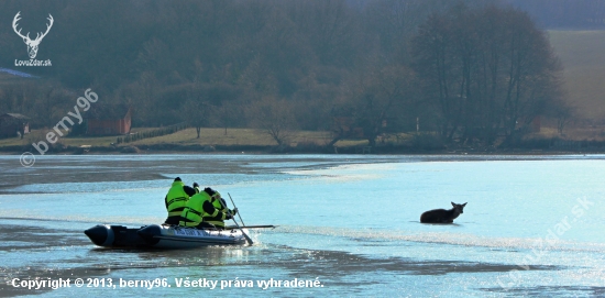 Záchrana mladej jelenice