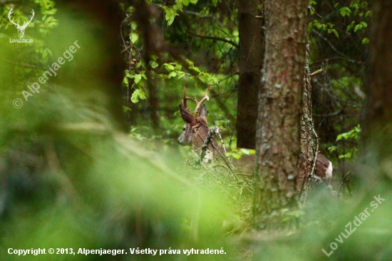 Capreolus capreolus