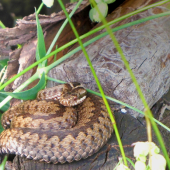 Vipera berus