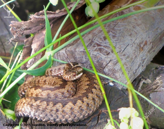 Vipera berus