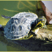 Trachemys scripta