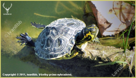 Trachemys scripta