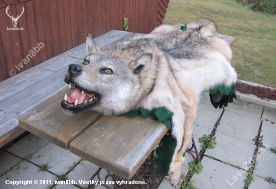 vlk (Canis lupus)