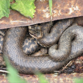 Vipera berus