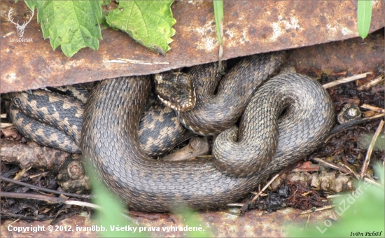 Vipera berus