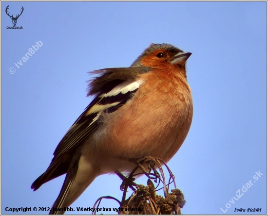 Fringilla coelebs