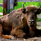 Zubor lesný.