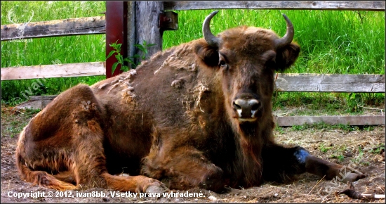 Zubor lesný.