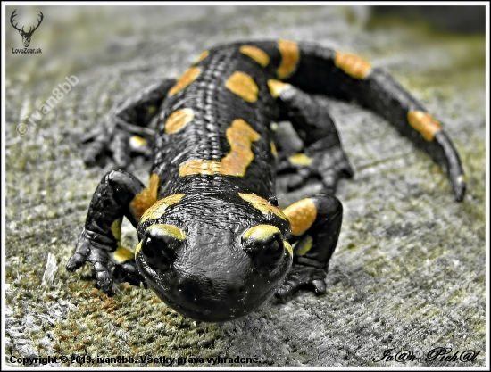 Salamandra škvrnitá