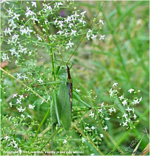 Kobylka cvrčivá (Tettigonia cantans)
