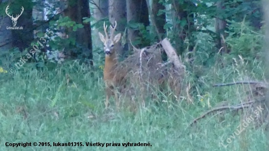 na naše podmienky vynikajúci srnček