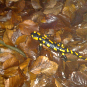 salamandra