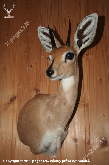 Steenbok