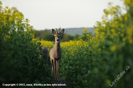 prekvapenie v repke