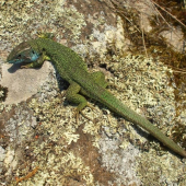 Lacerta viridis